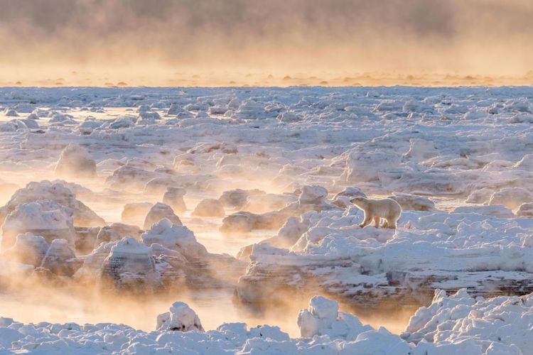 Foto Terbaik dari Weather Channel yang Keren Abis. Indonesia Masuk Lho... 23 Beruang ini berdiri di tengah hamparan salju dan senja yang sempurna