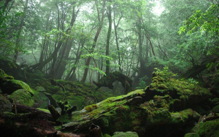 Hutan Rimba Track Rimba, yang Menjalar Di Dalam Darahku