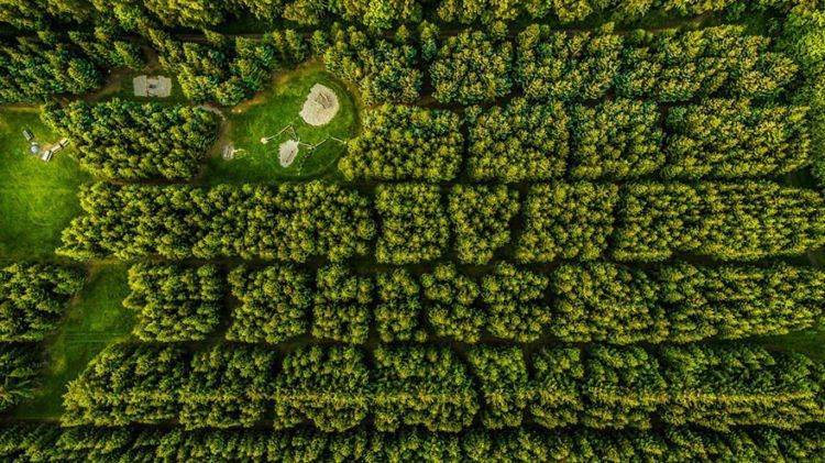 kaya hutan, padahal taman bermain lho