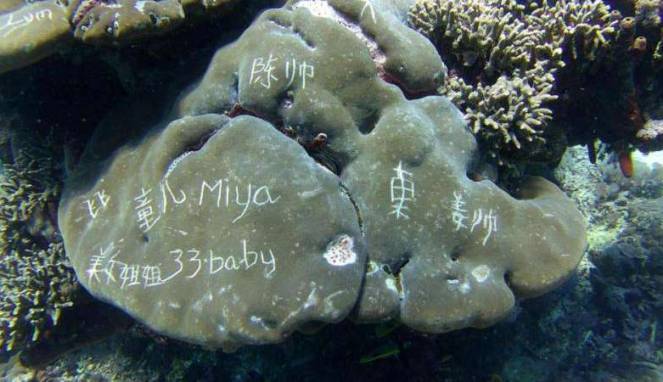Laut Dirusak, Terumbu Karang Dikoyak-koyak. Ini Kenapa Ya Turis-Turis Kok Perilakunya Begitu Norak!