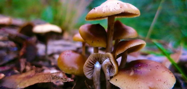 magic mushroom