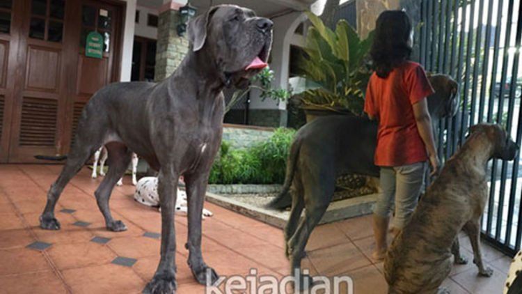 Guy D Zen, Orang Indonesia yang Punya Anjing Terbesar di Dunia