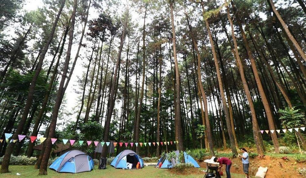 Wisata Alam Gunung Pancar, Hutan Pinus yang Asyik dan Bisa