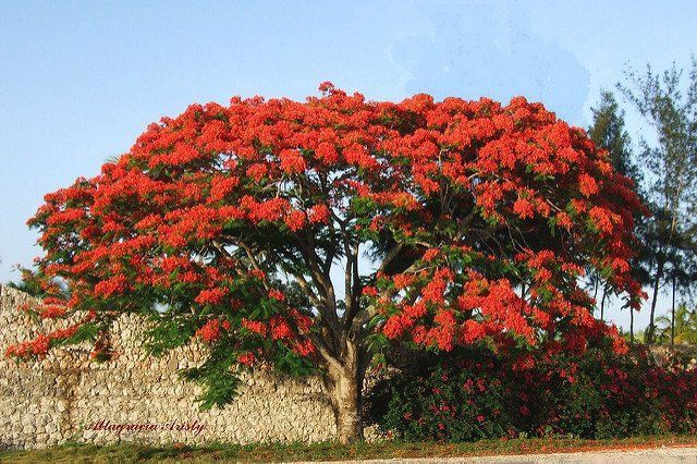 nih namanya pohon flamboyan delonix regiaitu. indah ya?