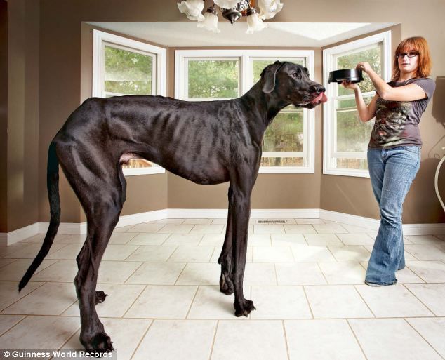 Guy Zen Indonesia Punya Anjing Terbesar Dunia Foto Zeus Http