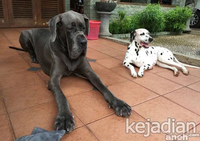 Guy D Zen, Orang Indonesia yang Punya Anjing Terbesar di Dunia