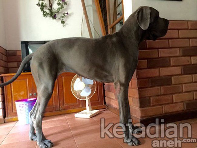 Guy D Zen, Orang Indonesia yang Punya Anjing Terbesar di Dunia