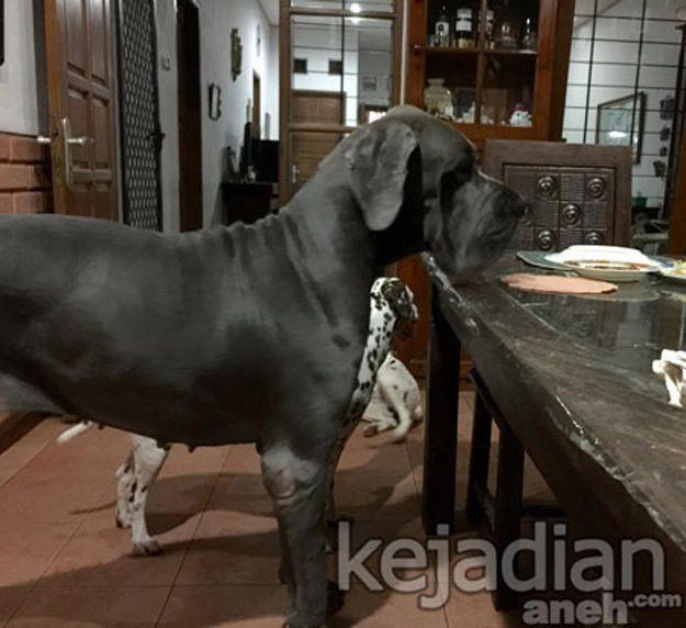Guy D Zen, Orang Indonesia yang Punya Anjing Terbesar di Dunia
