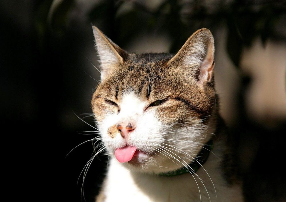 Kamu Penyayang Kucing? 6 Hal Ini Dapat Dijadikan Pelajaran Ketika Kamu Memelihara Kucing