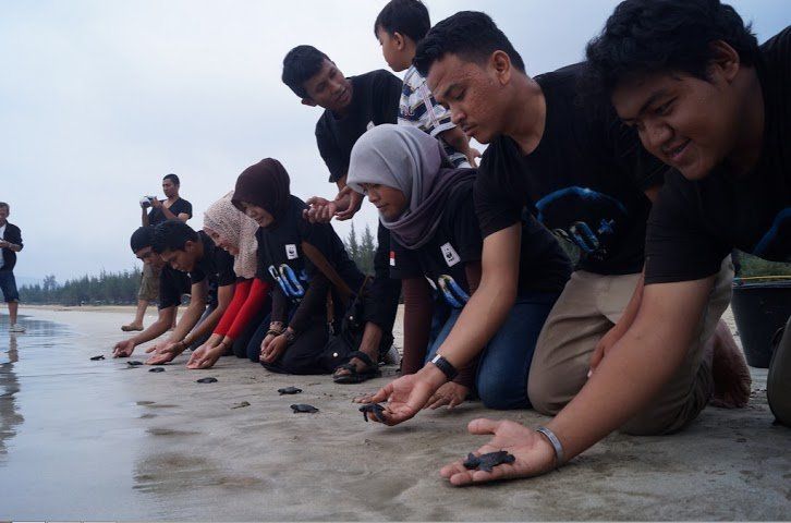 macam ini Tukik atau Penyu yang dilepaskan nanti