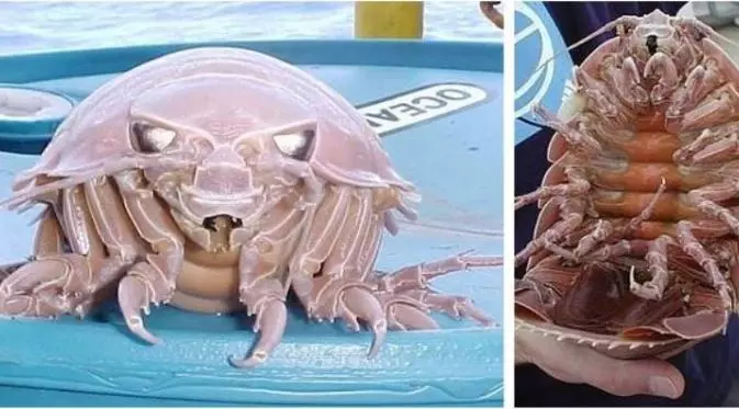 Namanya Isopod Raksasa!