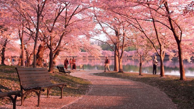 Untukmu Kasih, Kutitipkan Sakura Ini pada Tuhan