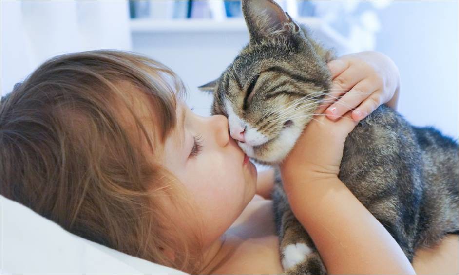 Kamu Penyayang Kucing? 6 Hal Ini Dapat Dijadikan Pelajaran Ketika Kamu Memelihara Kucing