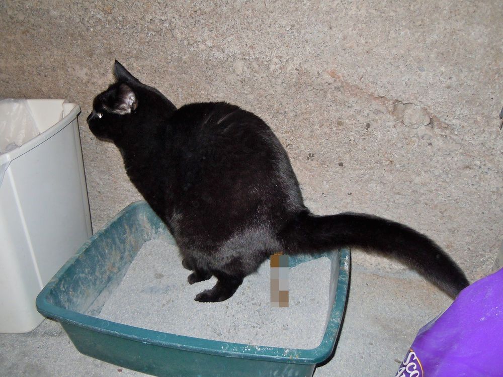 Kamu Penyayang Kucing? 6 Hal Ini Dapat Dijadikan Pelajaran Ketika Kamu Memelihara Kucing