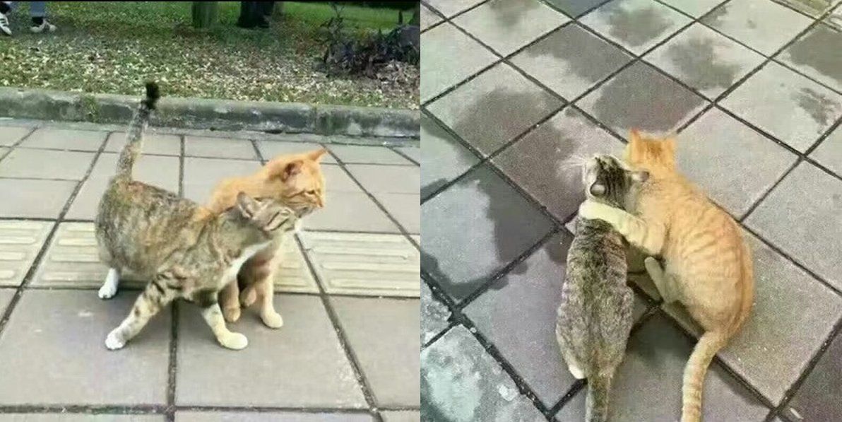Usai Penguin, Giliran Kucing Ini Ngenes Banget Pas Diselingkuhi. Hewan Sekarang Kok Drama Banget Sih