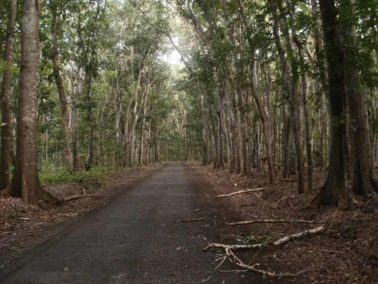 Banyak yang tak bisa keluar dari hutan yang satu ini