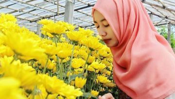 Tempat Baru yang Lagi Nge-hits di Semarang. Taman Bunga Indah Bernama Setiya Aji Flower Farm!