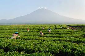 Jember Juga Punya Surga Tersembunyi. Wisata Ini Indah dan Mempesona