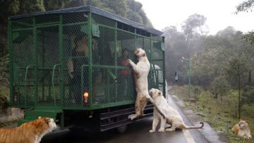 Kebun Binatang Ini Greget Abis. Manusia Masuk Kandang dan Binatang Buasnya Bebas Berkeliaran!