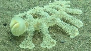 Ada Makhluk Laut Aneh Baru Ditemukan di Bali. Aneh dan Serem Juga…