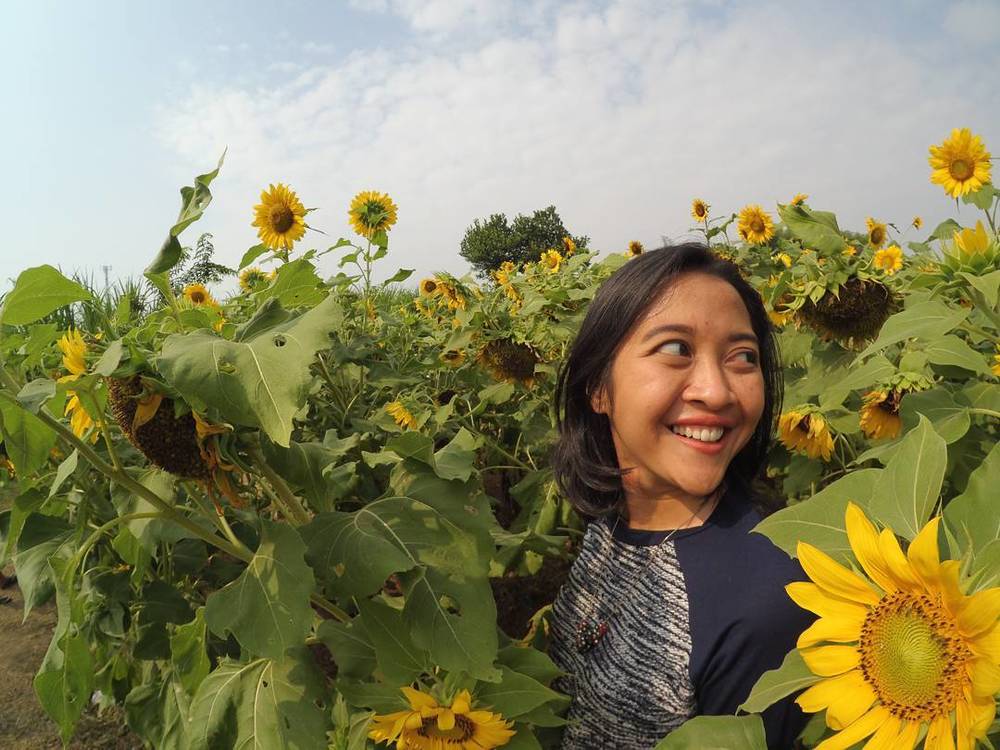 Gambar 5 Taman  Bunga Indonesia Sempurna Latar Foto Pre 