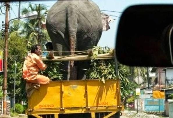 itu orangnya nggak takut keinjek ya