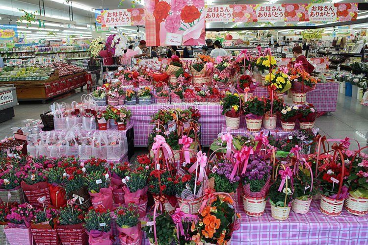 Perayaan Hari Ibu Ternyata Berbeda-Beda di Seluruh Dunia. Ini Sejarah Di Baliknya! 22 Bunga Anyelir jadi favorit di Jepang