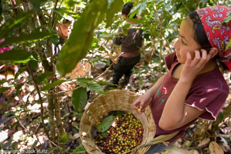 10 NOVEMBER 2004 -- TAPACHULA, CHIAPAS, MEX: Workers on a coffee plantation near Tapachula, Mexico, harvest coffee. Many coffee plantations in Chiapas rely on undocumented workers from Guatemala because their Mexican workers have either emigrated to the US or won't work for the wages plantation owners pay. The mountains of Chiapas, Mexico, make up some of the finest coffee producing land in Mexico. World coffee prices have been depressed by over production in Brazil and Vietnam and thousands of coffee farmers in Mexico and Guatemala have been forced to emigrate to the US as undocumented workers because of the crisis in the coffee industry. PHOTO BY JACK KURTZ