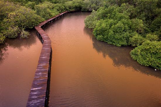 mangrove kala senja