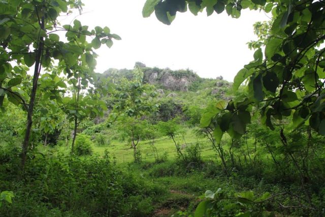 Banyak Pohon Jati yaa