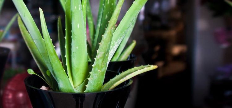 aloe vera