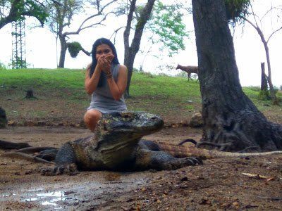 Tak Kenal Maka Tak Sayang, Yuk Kenalan Dulu Sama Komodo :D