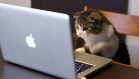 biar kucing aja yang stalkingin mantannya, kamu?jangan