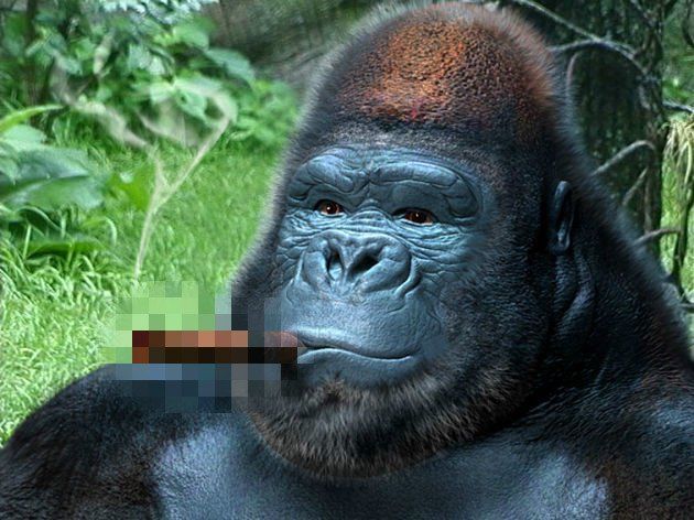 kalau kamu pernah ketiban gorila, mungkin kamu tahu rasanya