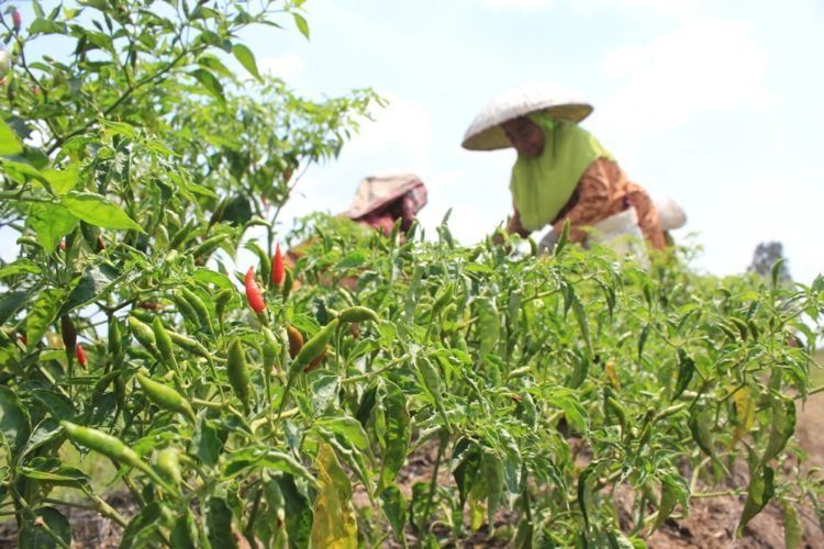 karena nyatanya menanam cabai bukanlah perkara mudah