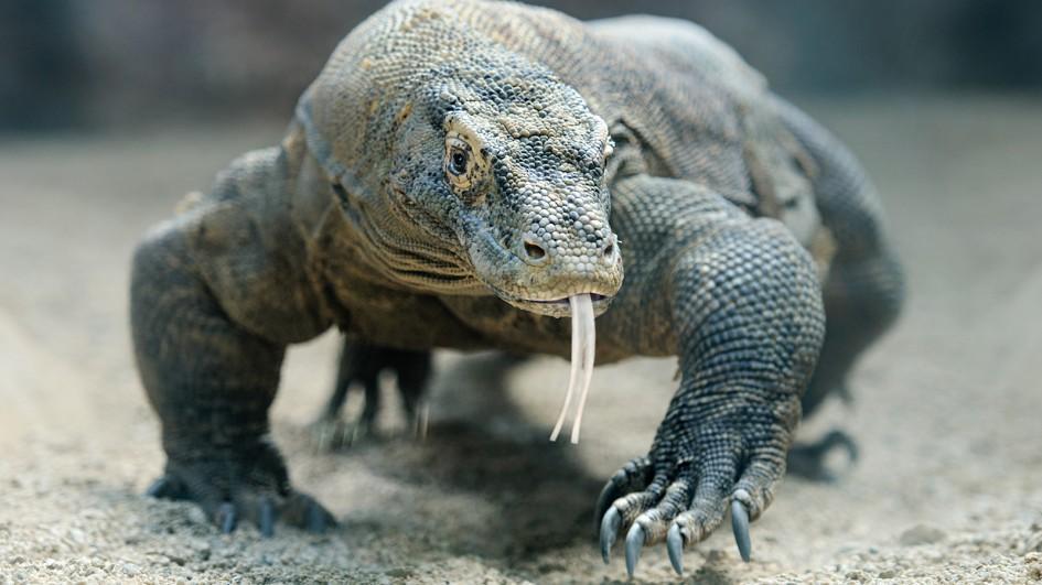 Tak Kenal Maka Tak Sayang, Yuk Kenalan Dulu Sama Komodo :D
