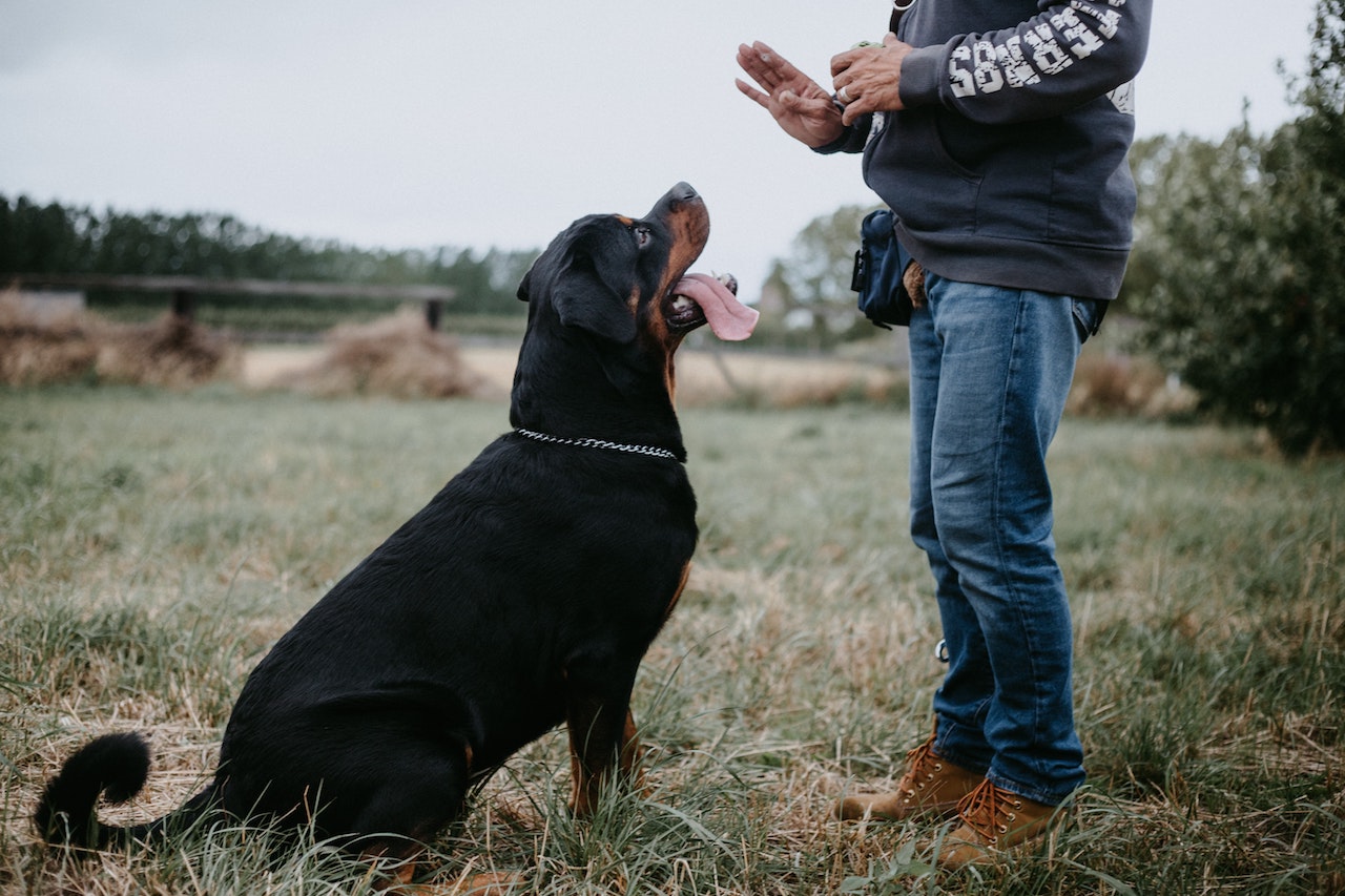 8 Cara Ini Bisa Menyelamatkanmu dari Anjing Galak. Siapa Tahu Dibutuhkan Saat Keadaan Mendesak
