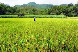 Sawah Kendeng