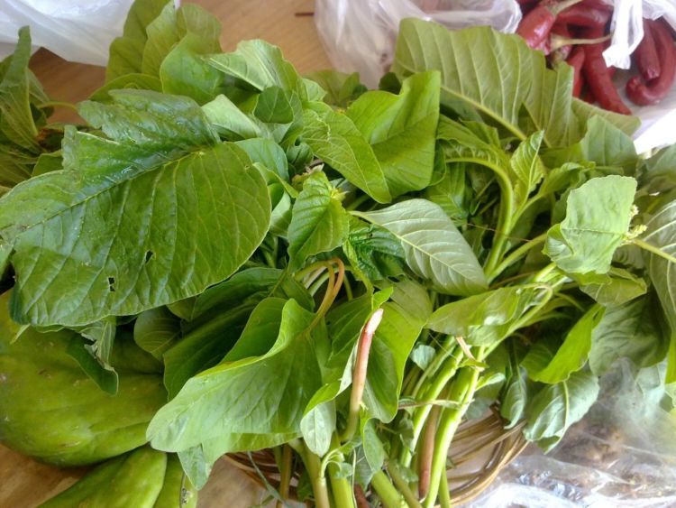 bayam