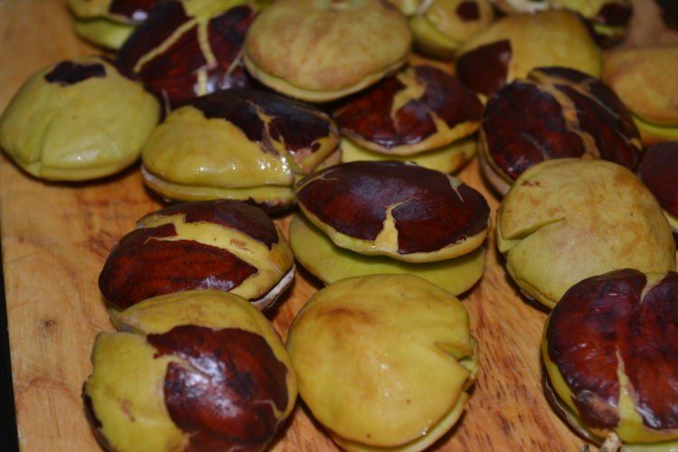 jengkol
