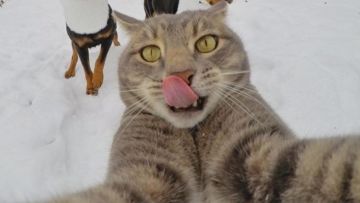 Kucing Ini Bisa Selfie Sendiri! Bahkan, Dia Punya 18 Foto yang Narsis Abis!