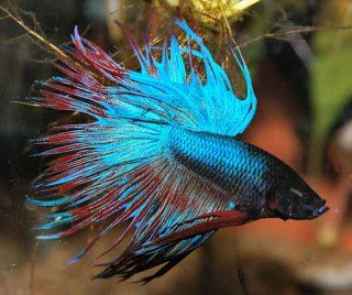 Ikan Cupang Crowntail