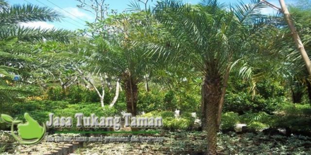 Taman pohon palem