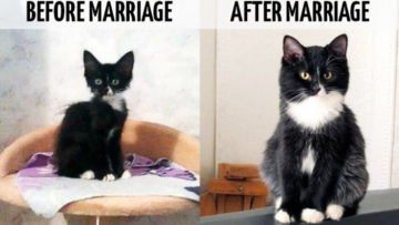9 Meme Lucu Perbedaan Sebelum dan Setelah Nikah. Kocak dan Menggemaskan Sampai Kepingkal-pingkal