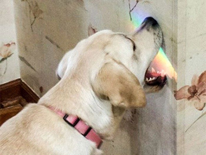 Kucing Vs Anjing: 13 Foto Perbedaan Keduanya Ini Bisa Juga Nunjukin Seleramu Cowok Cute atau Bad Boy