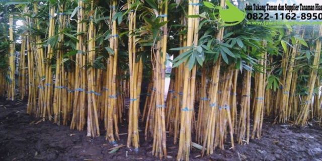 pohon bambu