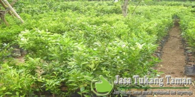 pohon buah