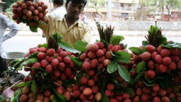 Selama 10 Tahun Lamanya, Ratusan Anak India Mati Secara Misterius. Ternyata Buah Ini Biang Keroknya