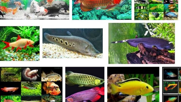 Jenis Ikan Hias Air Tawar Aquarium Terlengkap dari A-Z