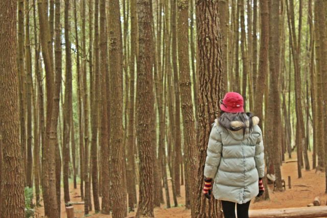 Wisata Hutan Pinus Dlingo